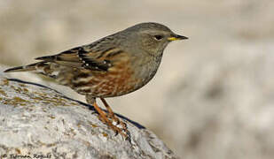 Alpine Accentor