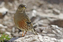 Alpine Accentor