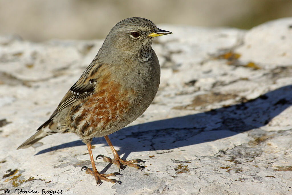 Accenteur alpin, identification