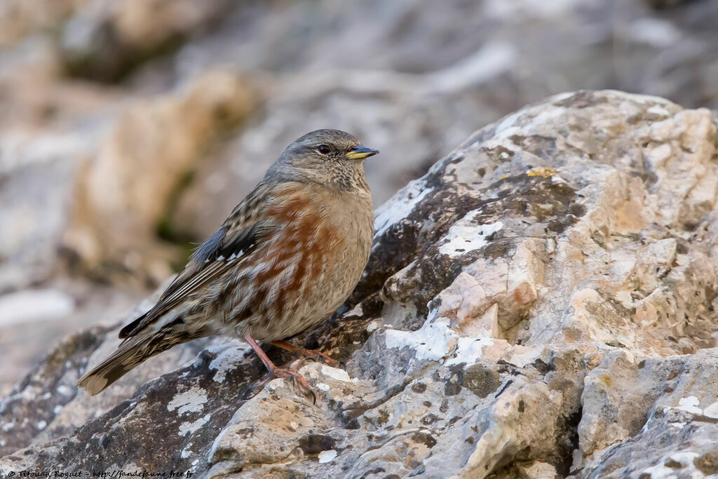 Accenteur alpin, identification