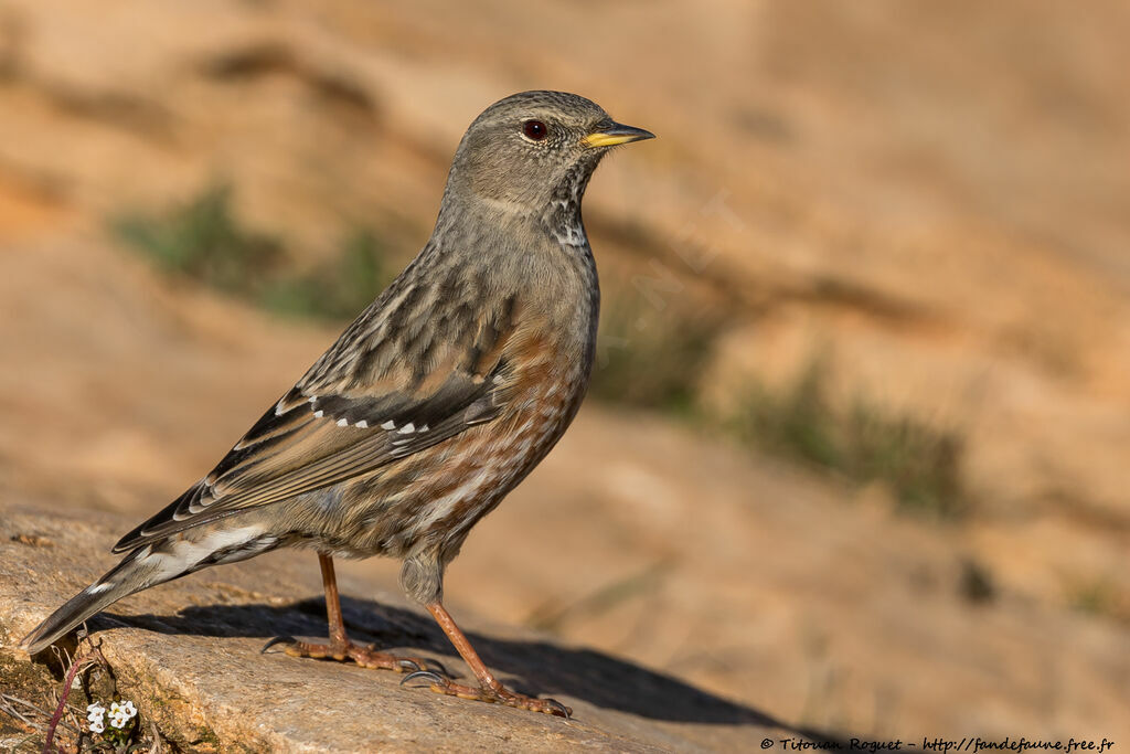 Alpine Accentor