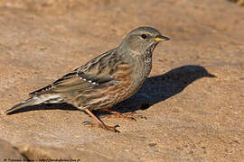 Alpine Accentor