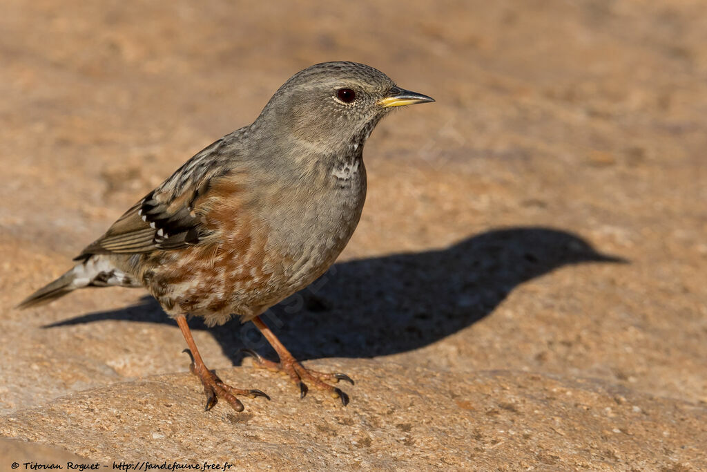 Alpine Accentor