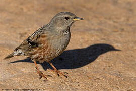 Alpine Accentor