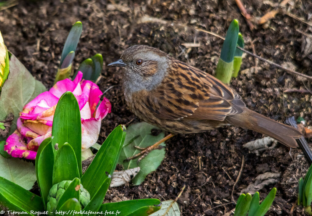 Dunnock, identification