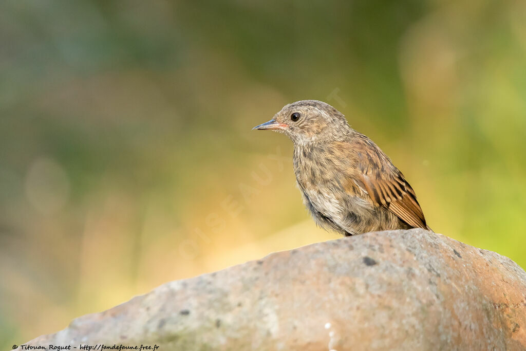 Dunnock, identification, close-up portrait, aspect, pigmentation