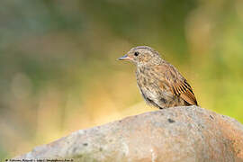 Dunnock