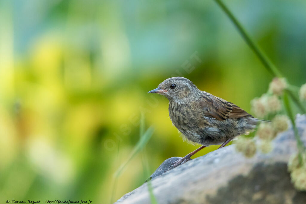 Dunnock, identification, close-up portrait, aspect, pigmentation