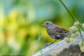 Dunnock