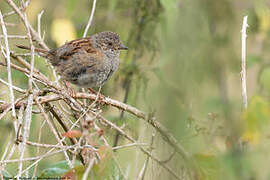 Dunnock