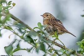 Dunnock