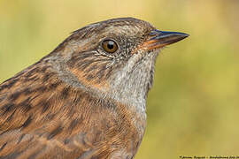 Dunnock