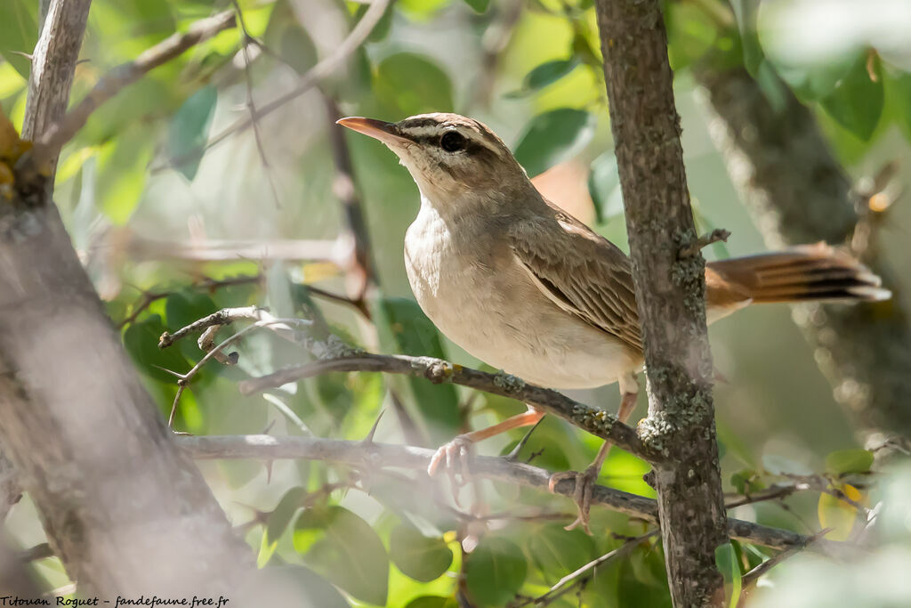 Rufous-tailed Scrub Robin