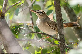 Rufous-tailed Scrub Robin