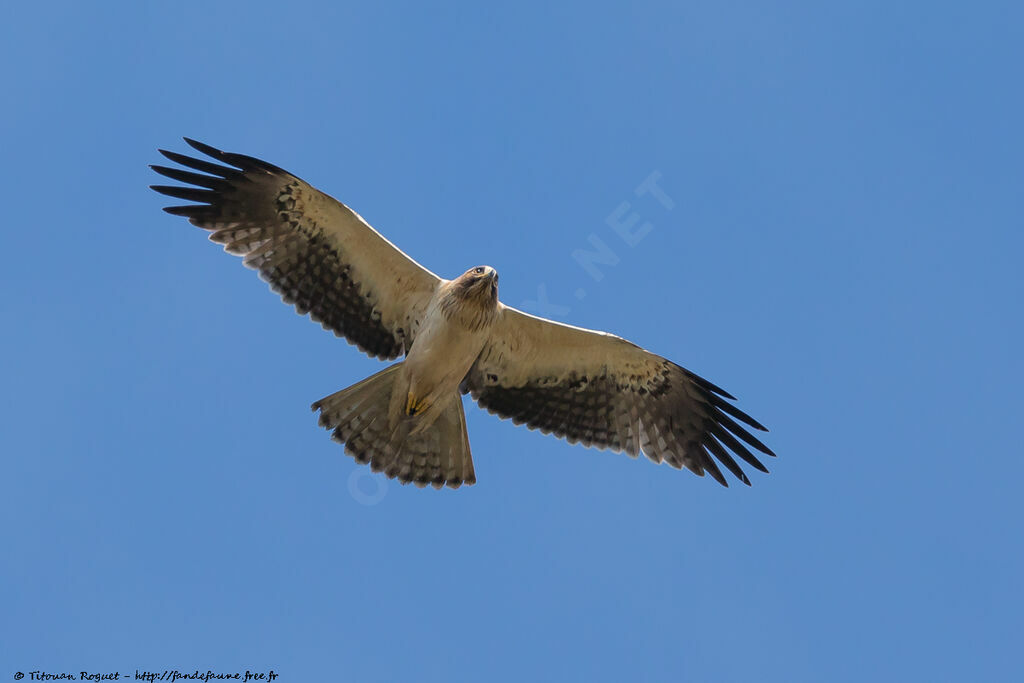 Booted Eagle, aspect, pigmentation, Flight