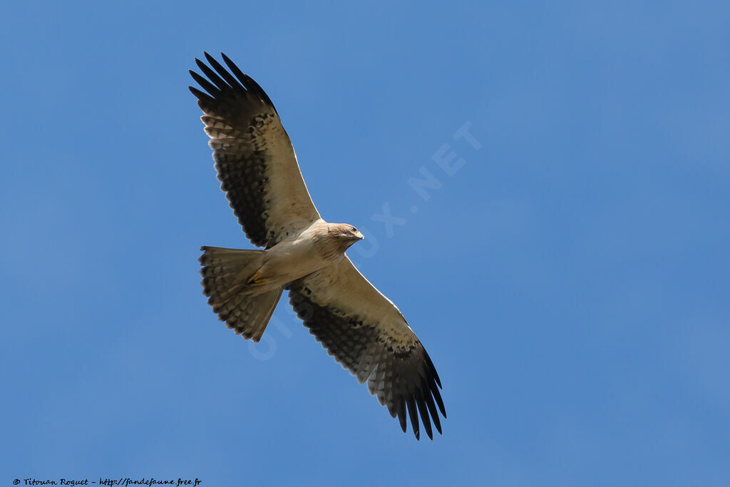 Aigle botté, composition, pigmentation, Vol