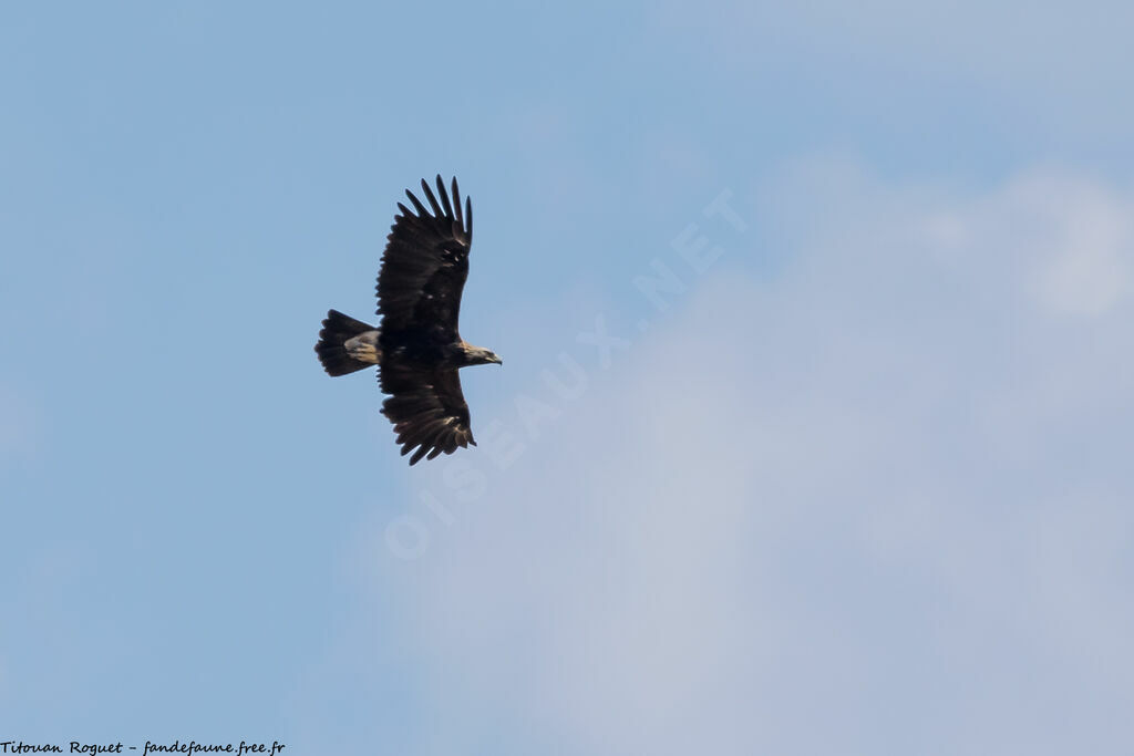 Aigle impérial