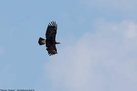 Eastern Imperial Eagle