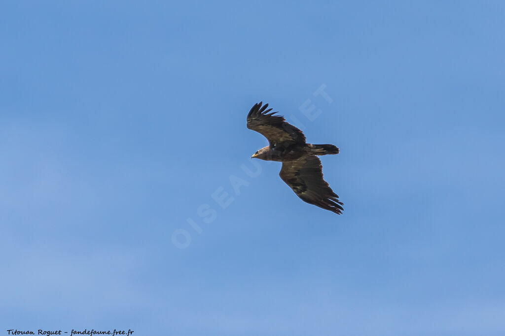 Aigle pomarin