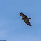 Aigle pomarin