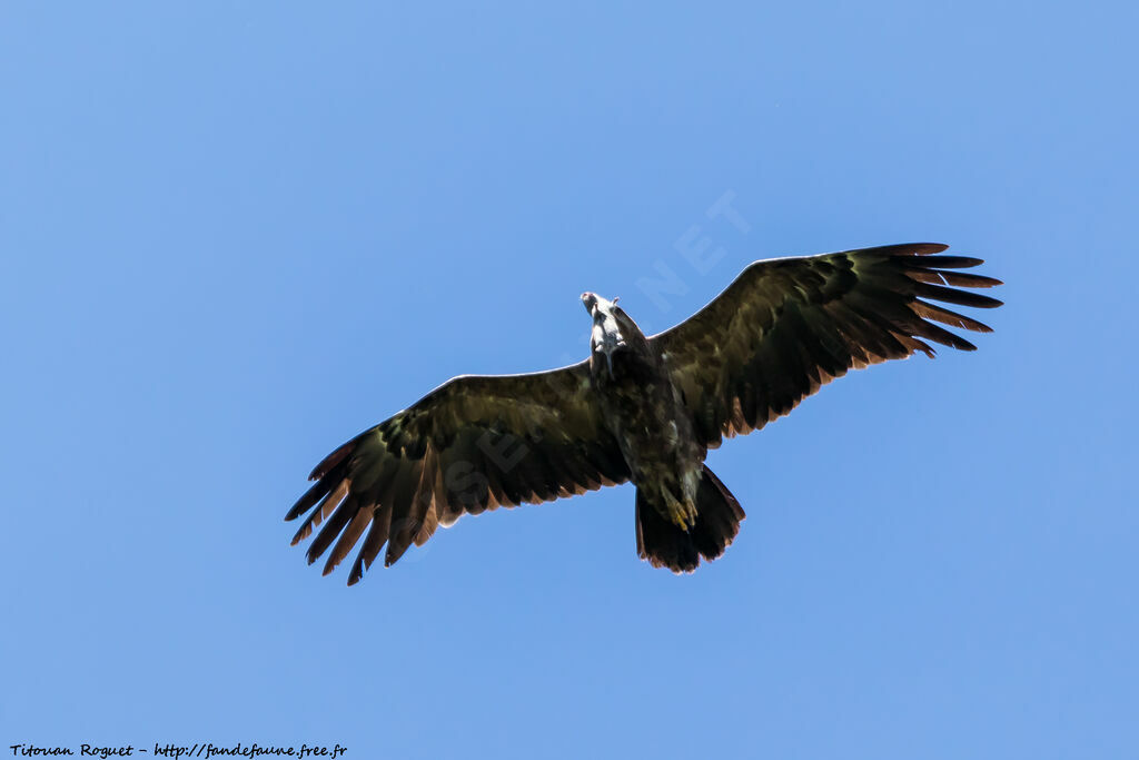 Aigle pomarin