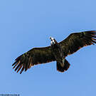 Aigle pomarin