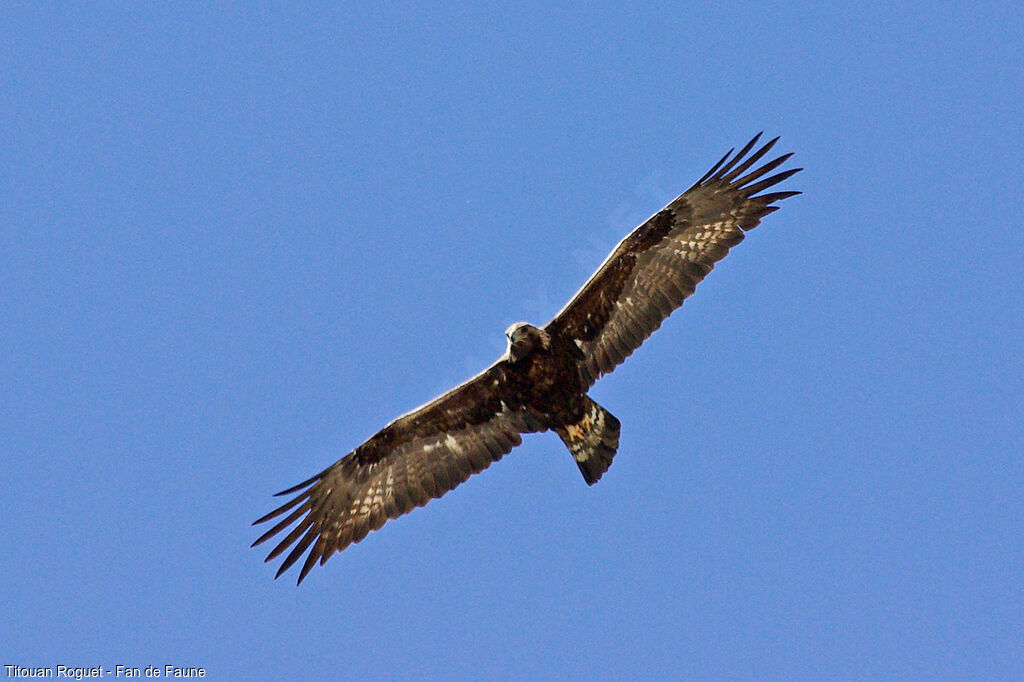 Golden Eagle, Flight