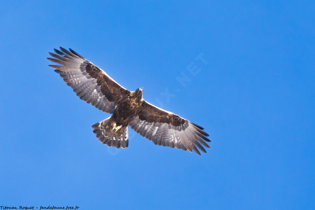 Golden Eagle