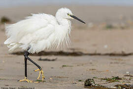 Aigrette garzette