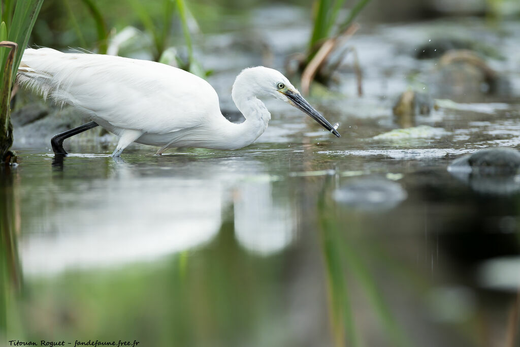 Aigrette garzette