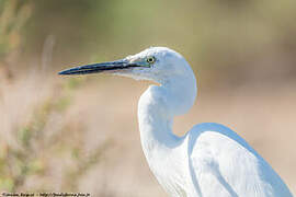 Little Egret