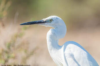 Aigrette garzette