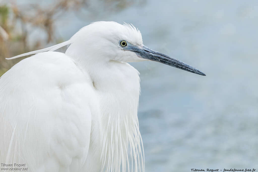 Aigrette garzette