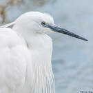 Little Egret