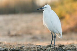 Aigrette garzette