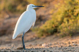 Aigrette garzette