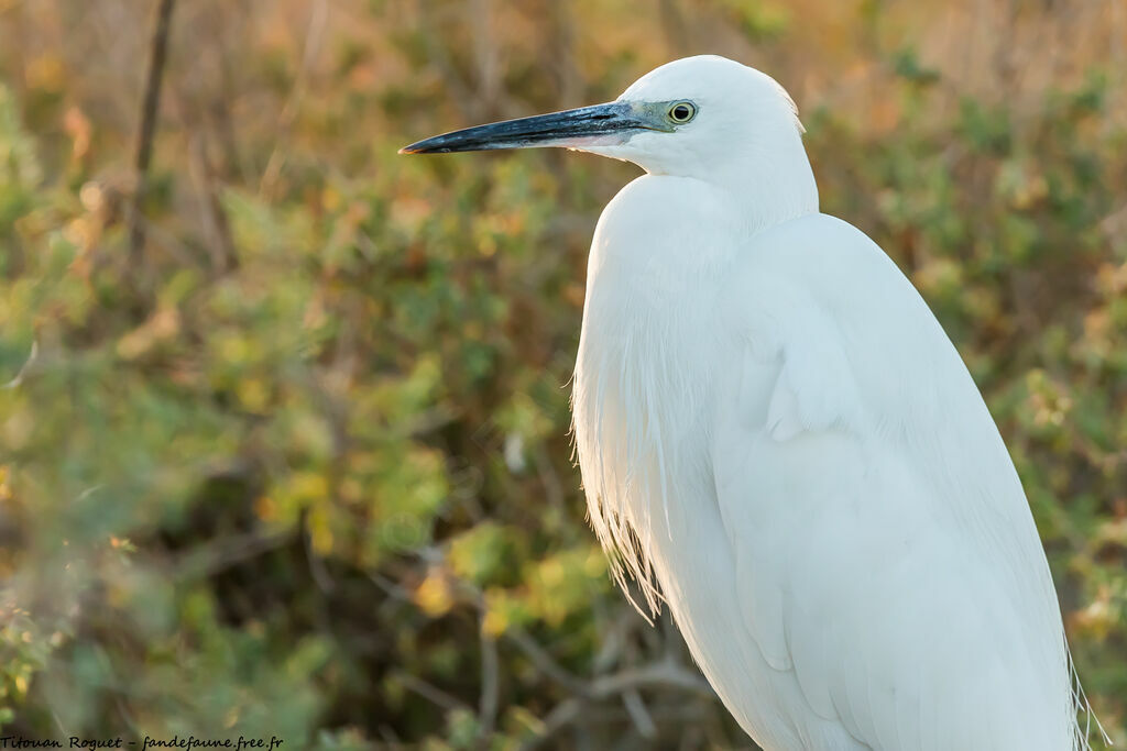 Aigrette garzette