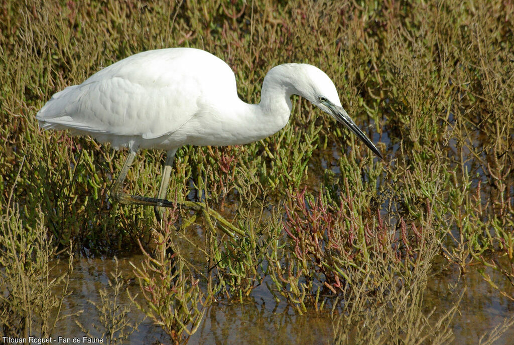 Little Egret, walking