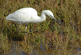 Little Egret