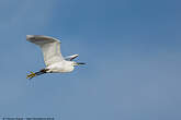 Aigrette garzette