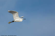 Aigrette garzette