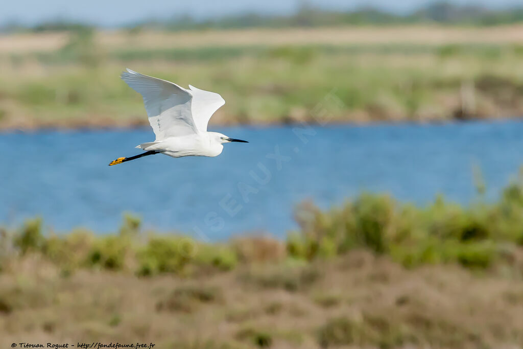 Aigrette garzette, Vol