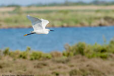 Aigrette garzette