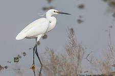 Aigrette garzette