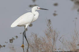 Little Egret