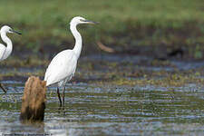 Aigrette garzette