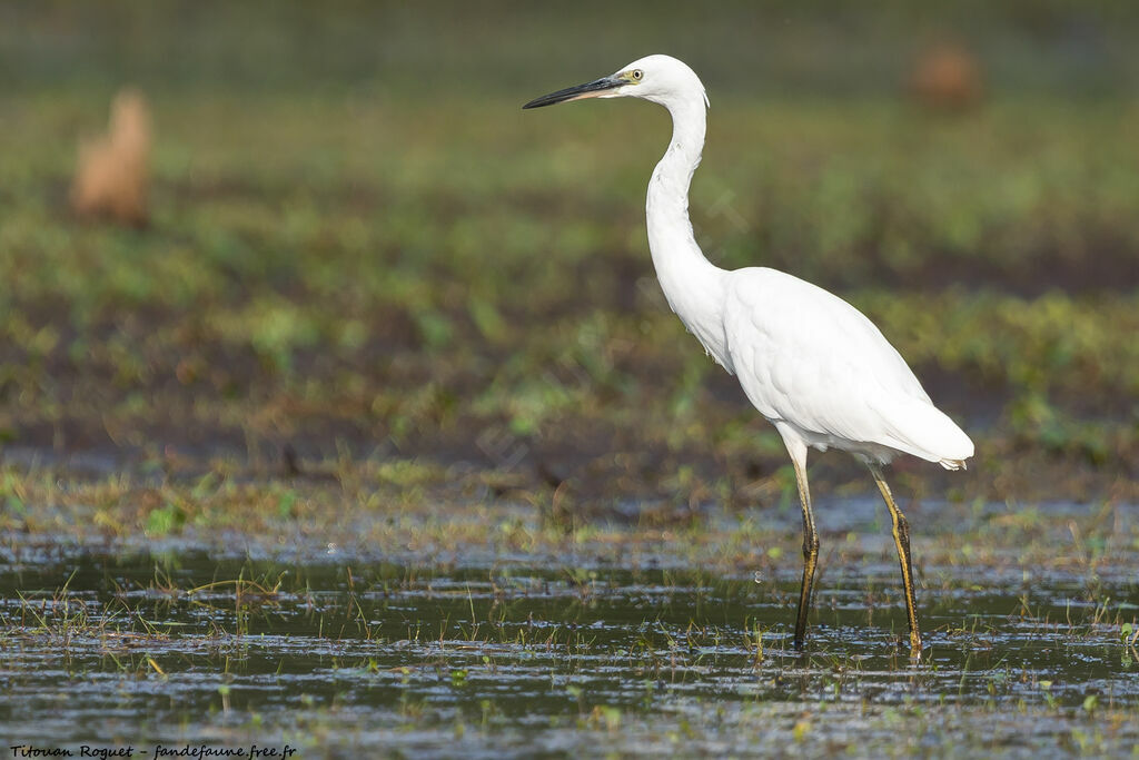 Aigrette garzette