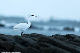 Little Egret