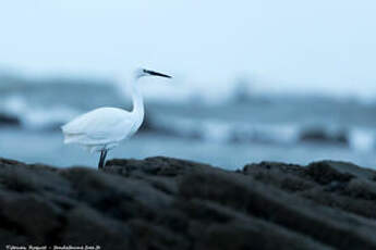 Aigrette garzette