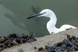 Aigrette garzette